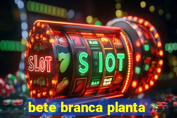 bete branca planta